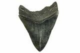 Fossil Megalodon Tooth - South Carolina #374092-2